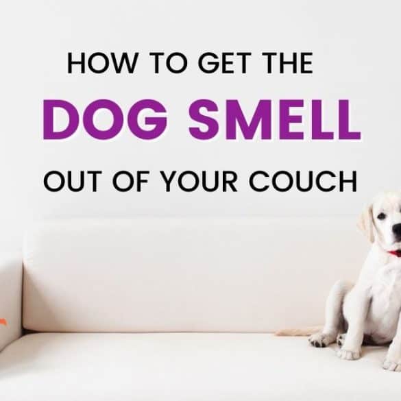 How to get dog smell out of your couch By Oily Design