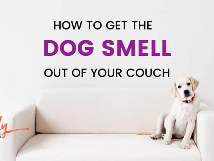 how to get dog pee out of leather furniture