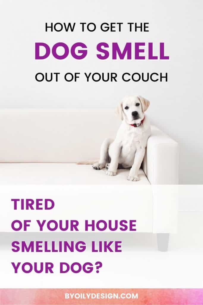 white Dog on a couch with the words how to get the dog smell out of your couch